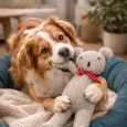 Peluche Orsu pour chien - Doudou réconfortant