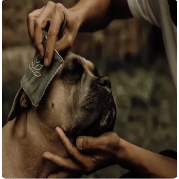 Lotion Nettoyante Naturelle pour Chien & Chat -  Yeux, Oreilles & Museau - Nellumbo - 100 ml