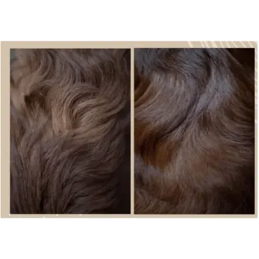 Avant/après spray démêlant Nellumbo – résultat sur pelage de chien – brillance & douceur