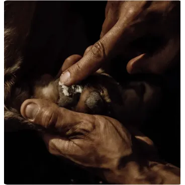 Baume Naturel Bio pour Coussinets de Chien - Protection & Réparation - Nellumbo - 50 ml