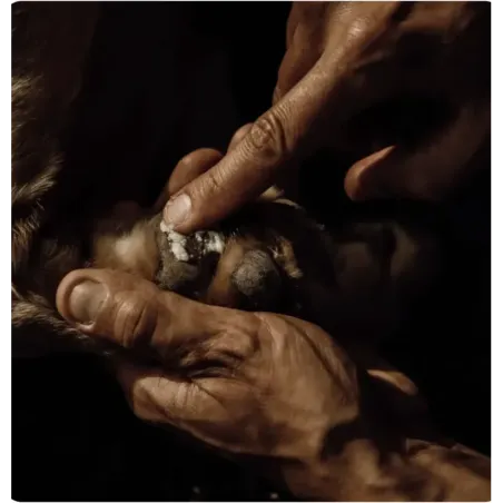 Baume Naturel Bio pour Coussinets de Chien - Protection & Réparation - Nellumbo - 50 ml