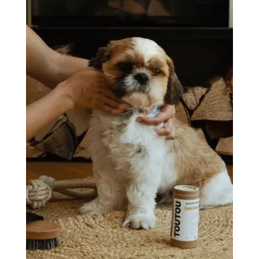 Chien profitant d’un massage avec la brosse naturelle