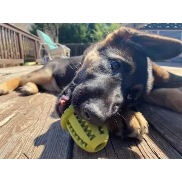 Jouet Distributeur de Friandises pour Chien - Gland en Caoutchouc Naturel Résistant & Stimulant