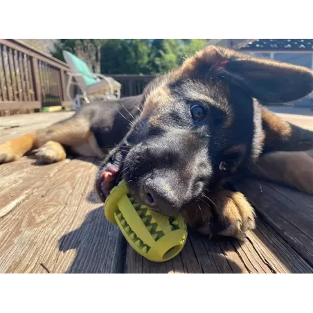 Jouet Distributeur de Friandises pour Chien - Gland en Caoutchouc Naturel Résistant & Stimulant