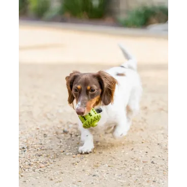 Chien concentré sur son jouet distributeur de friandises – gland caoutchouc naturel