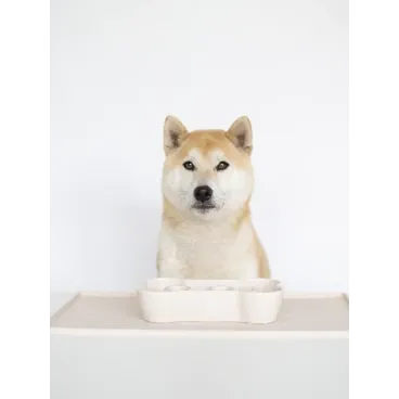 Chien regardant la gamelle anti-glouton beige – Ambiance