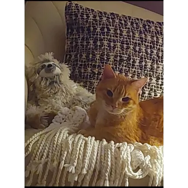 Cat et chien avec la peluche paresseux Micalazziu - Compagnon idéal pour tous les animaux