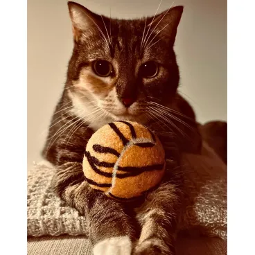 Chat jouant avec balle jungle SPORTSPET – jouet design