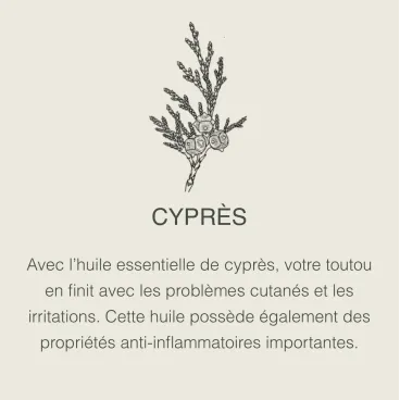 Huile essentielle de cyprès – soin apaisant pour chien sensible
