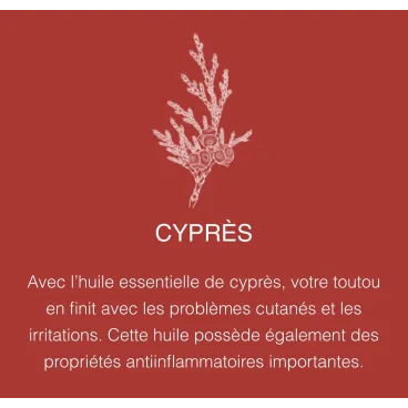 Cyprès – apaisant et antiseptique naturel