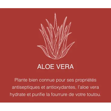 Aloe vera – hydratation naturelle pour le pelage