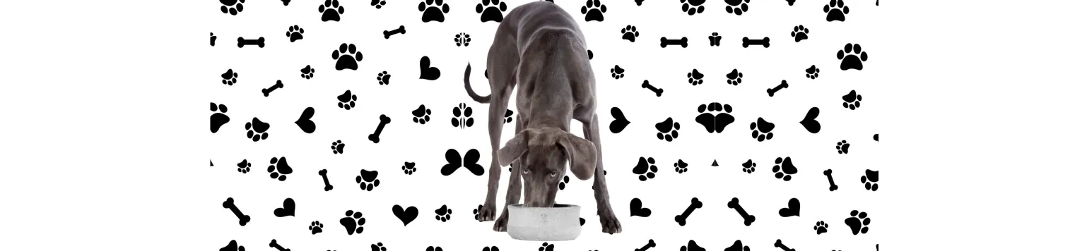 Gamelles design et haut de gamme pour chiens - Confort canin