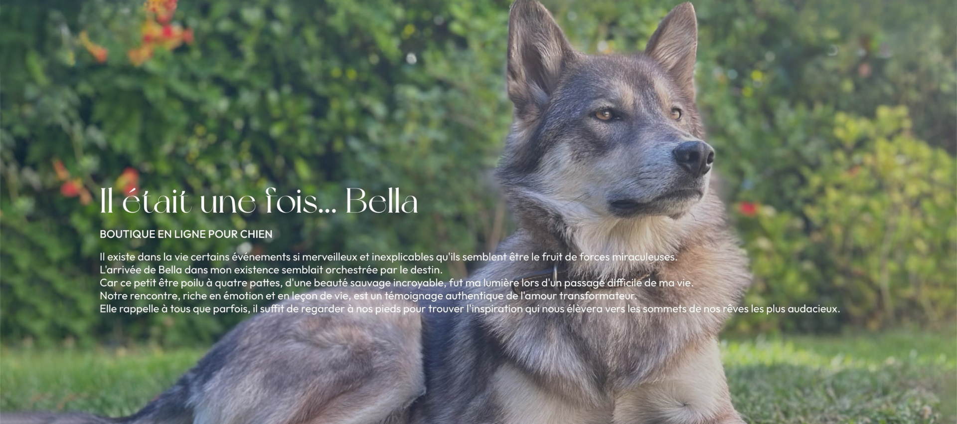 Bella-concept-store-dog-notre-histoire
