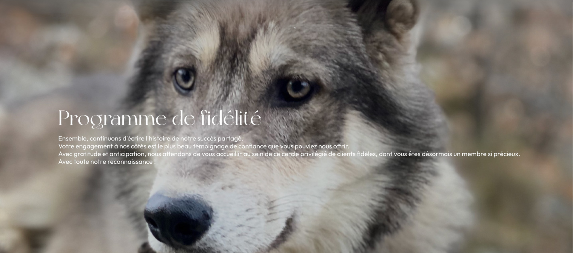 programme-de-fidelite-bella-concept-store-dog