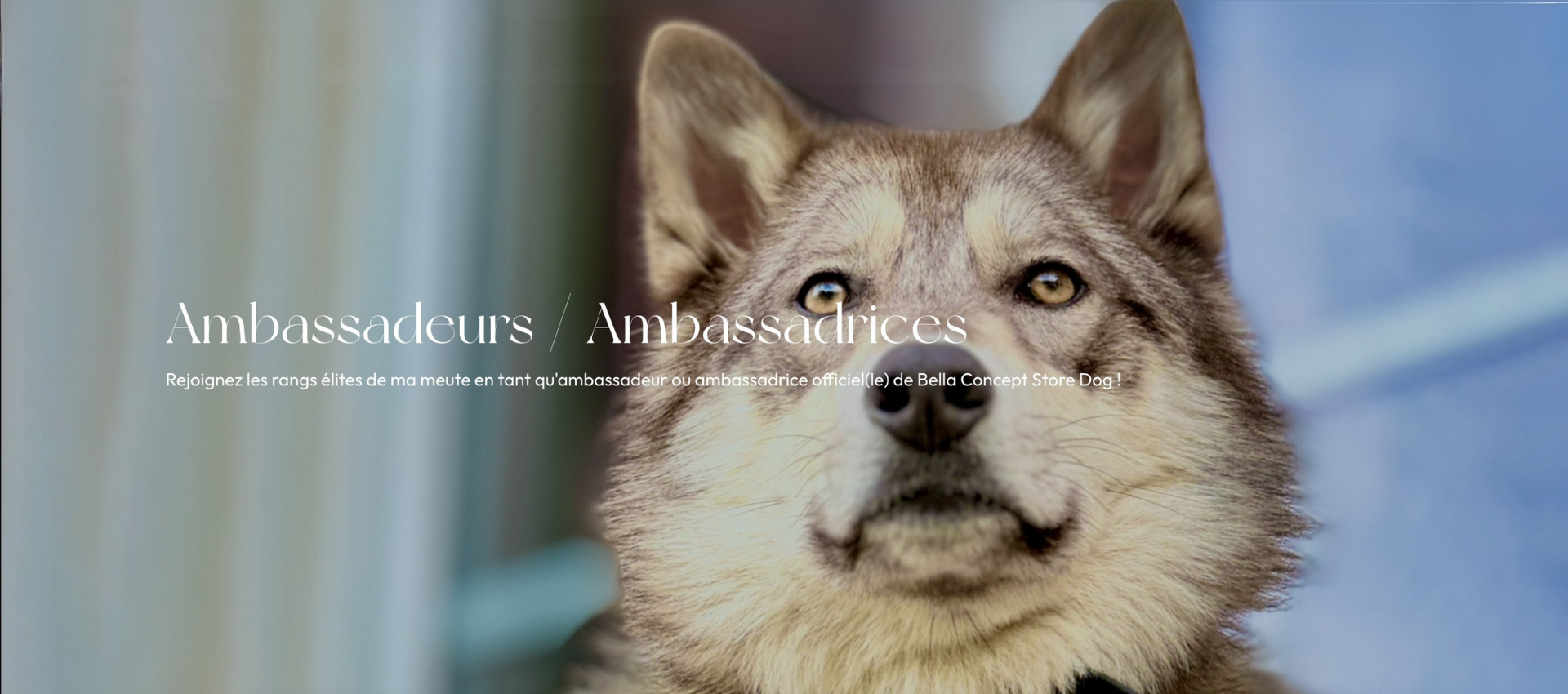 ambassadeur-bella-concept-store-dog