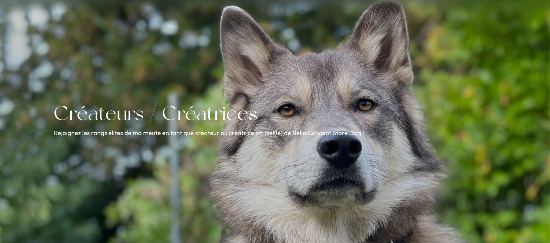 créateur-corse-bella-concept-store-dog