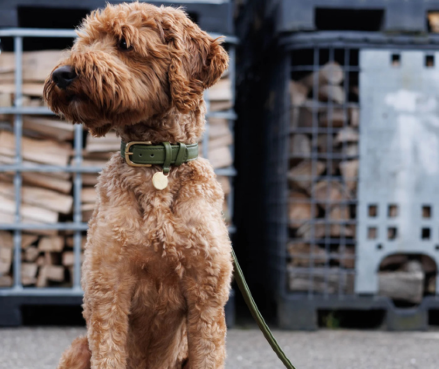 Collier, harnais ou laisse : quel accessoire design choisir pour son chien ?