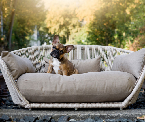 Quel lit design choisir pour son chien selon son âge ?