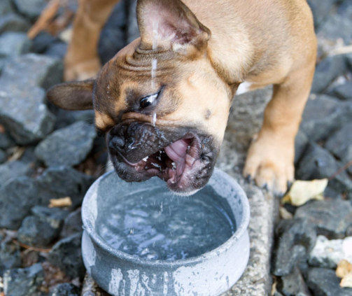 Gamelle design pour chien : confort, hygiène & élégance